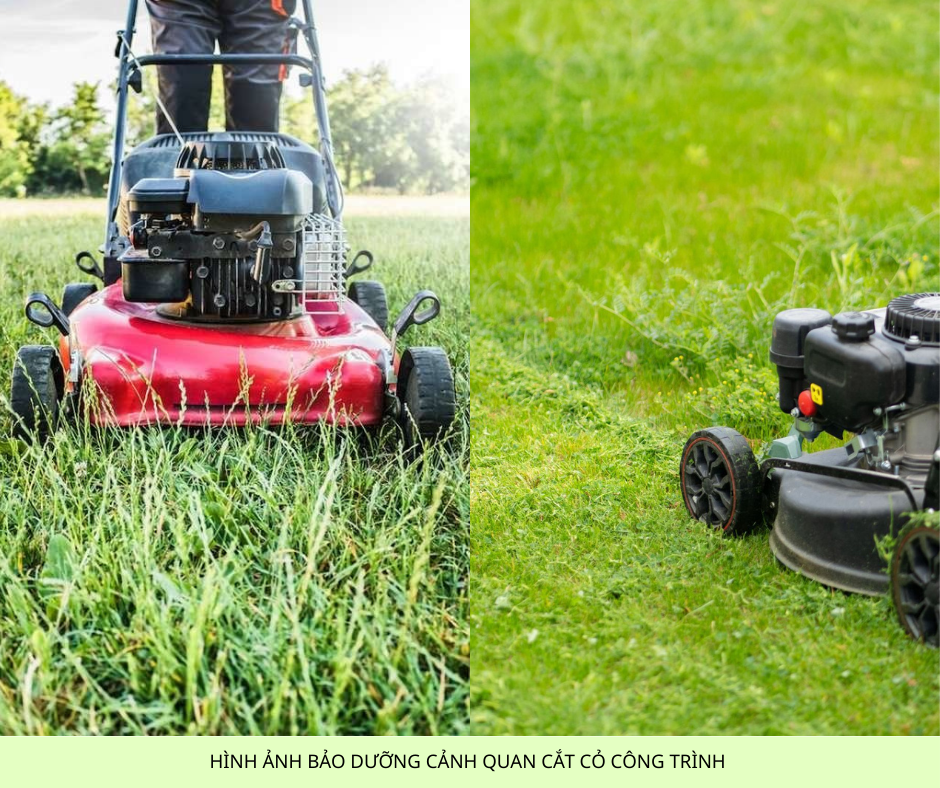 Cắt Cỏ Phát Hoang Giá Rẻ, Chuyên Nghiệp Đồng Nai, TPHCM