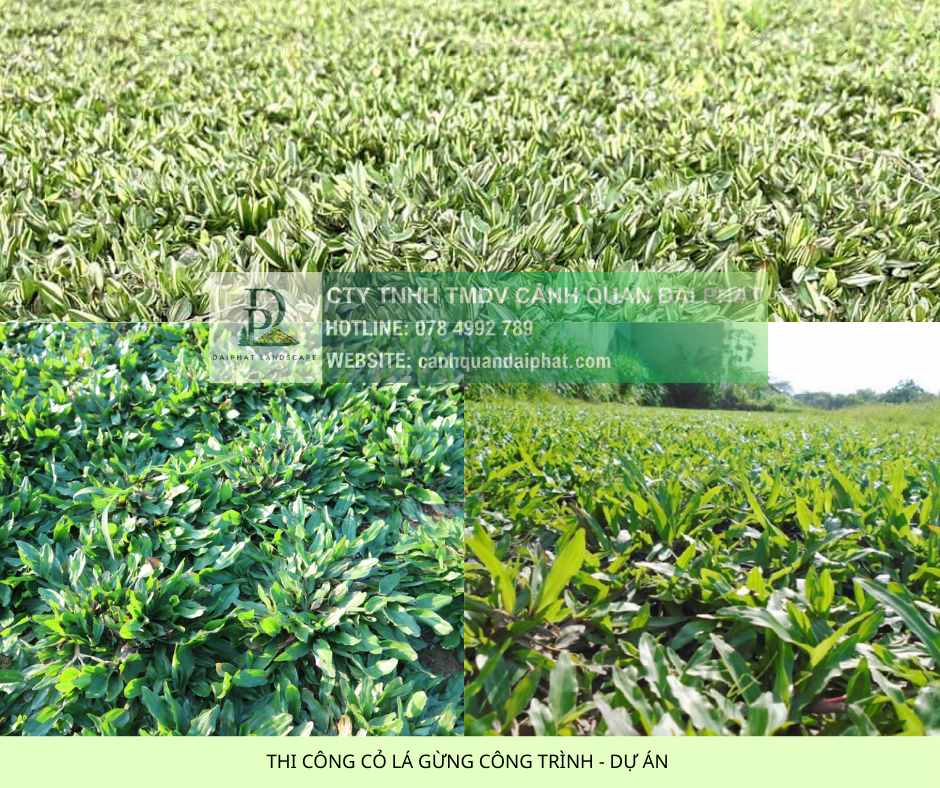 Dịch Vụ Trồng Cỏ Lá Gừng Công Trình DPL