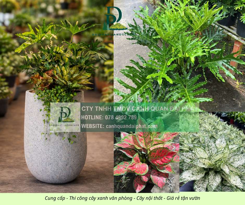 Cây xanh nội thất văn phòng showroom cửa hàng Đồng Nai TPHCM