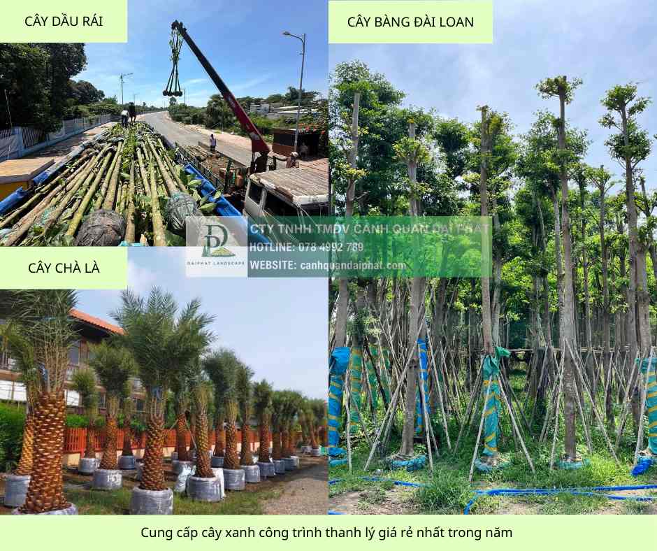 Cung cấp cây xanh thảm cỏ trọn gói công ty nhà xưởng nhà máy