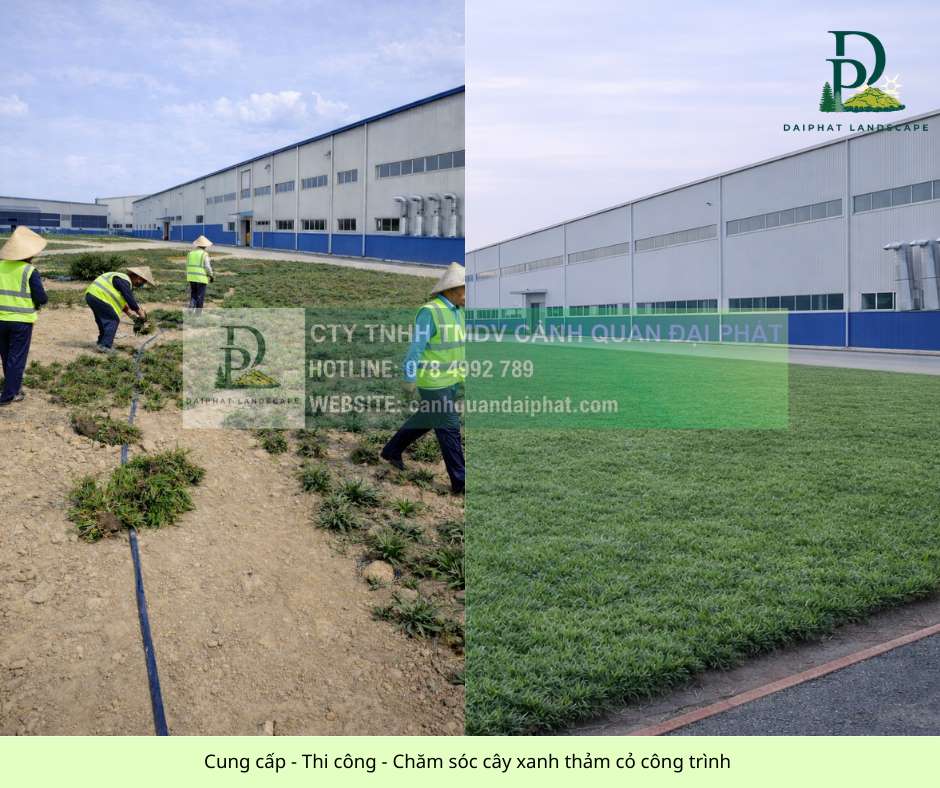 CUNG CẤP CÂY XANH – THẢM CỎ ĐỒNG NAI TP.HCM BÌNH DƯƠNG LONG AN